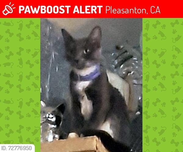 Lost Female Cat last seen Promenade II Apartments across from Hearst Elementary on Case Ave in Pleasanton, CA, Pleasanton, CA 94566