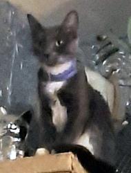 Lost Female Cat last seen Promenade II Apartments across from Hearst Elementary on Case Ave in Pleasanton, CA, Pleasanton, CA 94566