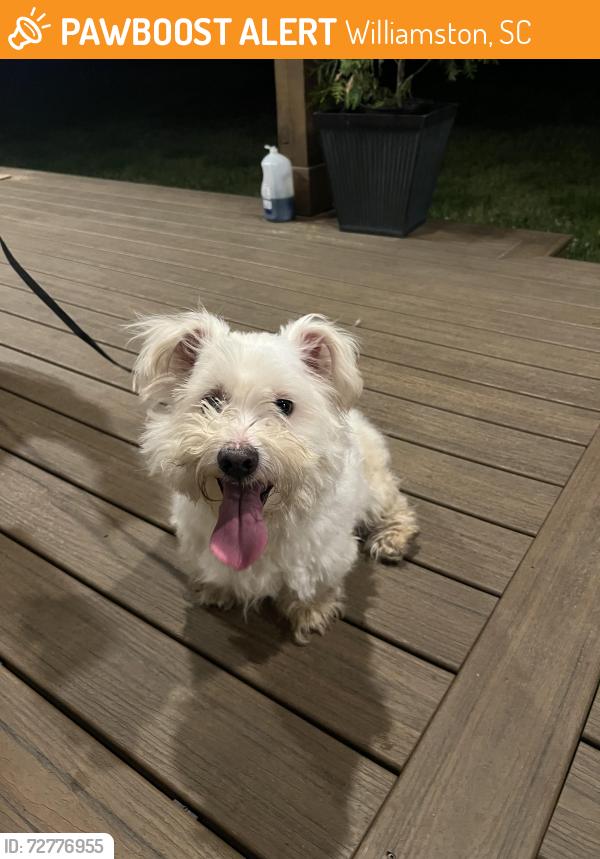 Found/Stray Male Dog last seen Hampton Rd and Midway Rd, Williamston, SC 29697