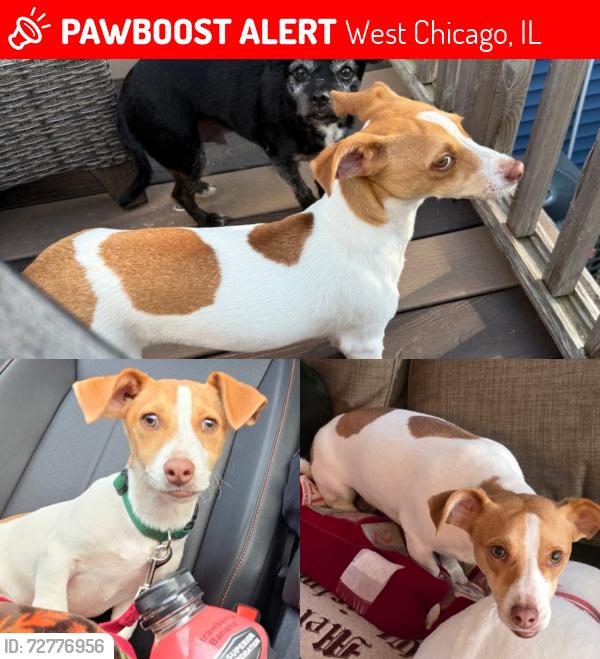 Lost Male Dog last seen North Avenue and St. Charles rd, West Chicago, IL 60185
