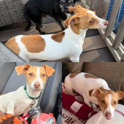 Lost Male Dog last seen North Avenue and St. Charles rd, West Chicago, IL 60185