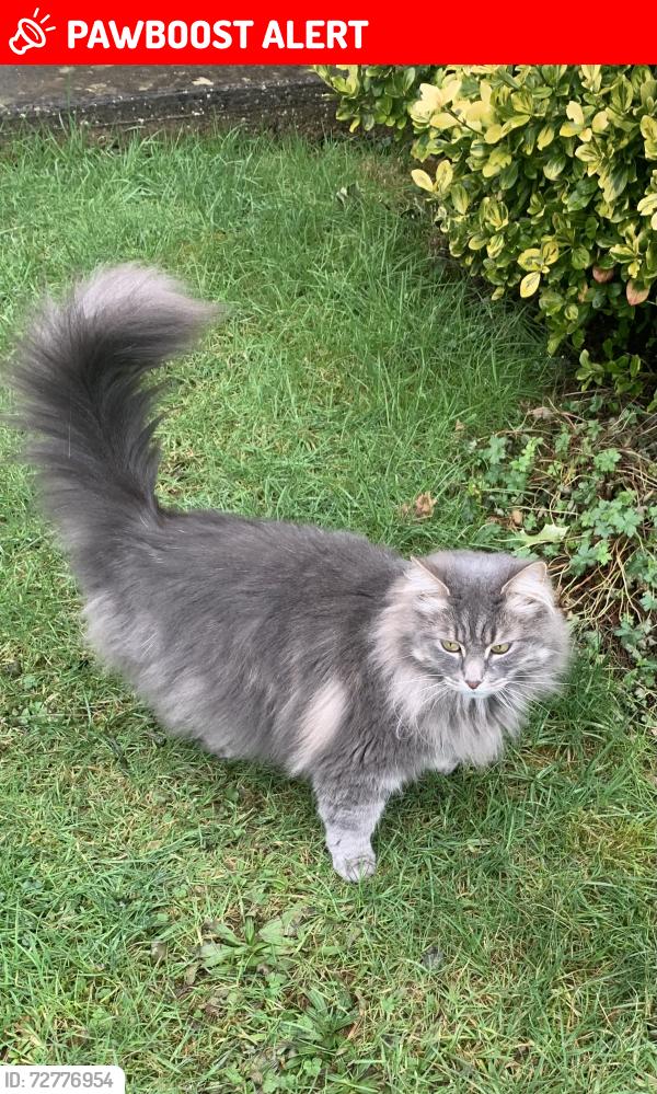 Lost Male Cat last seen Balmoral Way, King's Sutton, England OX17