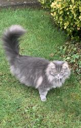 Lost Male Cat last seen Balmoral Way, King's Sutton, England OX17