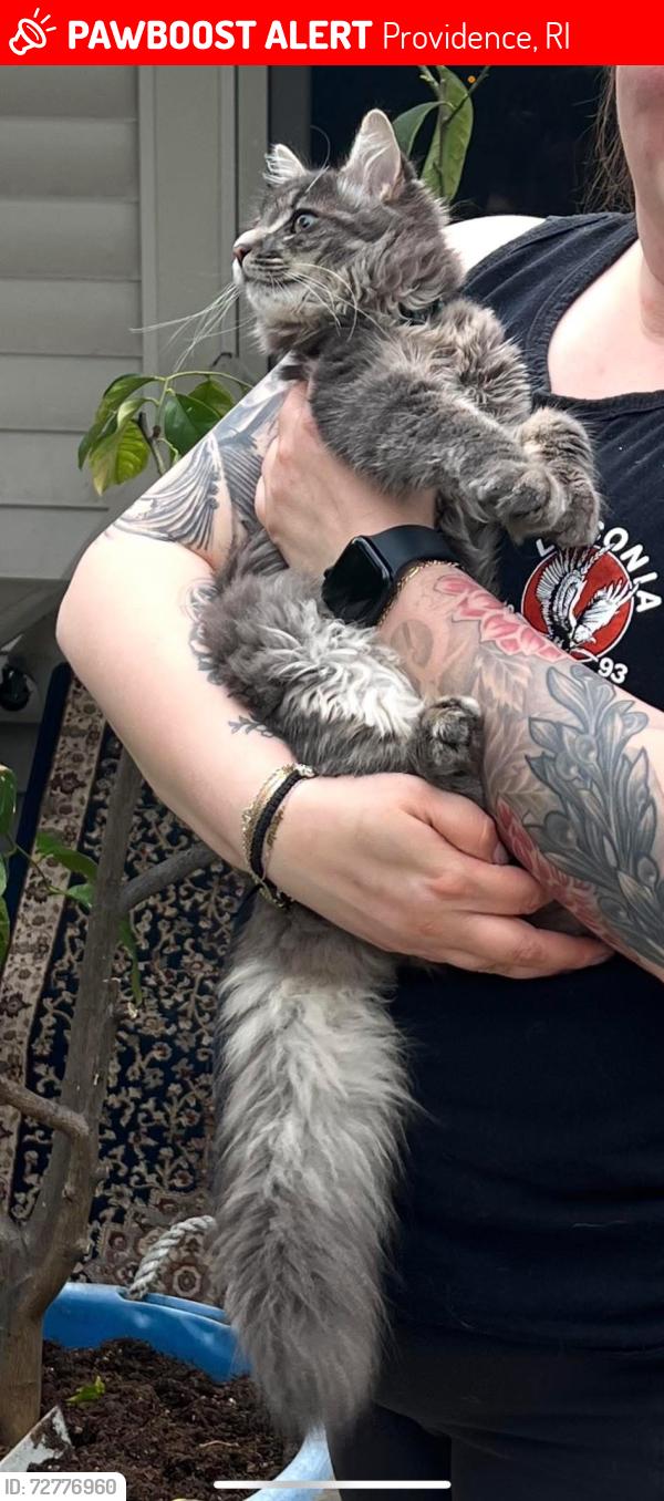 Lost Male Cat last seen Hartford Ave, Plainfield street area. , Providence, RI 02909