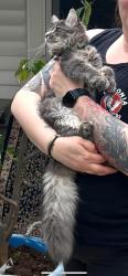 Lost Male Cat last seen Hartford Ave, Plainfield street area. , Providence, RI 02909