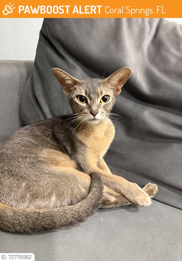 Found/Stray Female Cat last seen Remlewood dr Coral Springs , Coral Springs, FL 33065