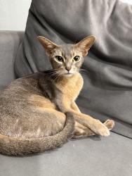 Found/Stray Female Cat last seen Remlewood dr Coral Springs , Coral Springs, FL 33065