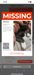 Lost Male Cat last seen Windsor gardens , Caroline Springs, VIC 3023