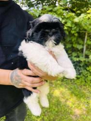 Lost Male Dog last seen Harris boulevard, Charlotte, NC 28227