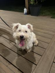 Found/Stray Male Dog last seen Hampton Rd and Midway Rd, Williamston, SC 29697