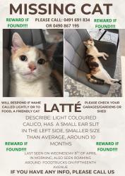 Lost Female Cat last seen Foodtrucks on fifteenth Avenue 2179, Austral, NSW 2179