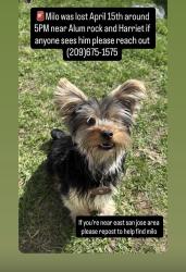 Lost Male Dog last seen Alum rock, San Jose, CA 95127
