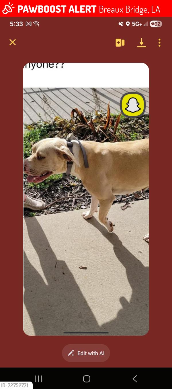 Lost Female Dog last seen Poydras hwy breaux bridge , Breaux Bridge, LA 70517