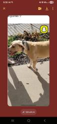 Lost Female Dog last seen Poydras hwy breaux bridge , Breaux Bridge, LA 70517