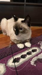 Lost Male Cat last seen Near Quincy st Dorchester 02121, Boston, MA 02121