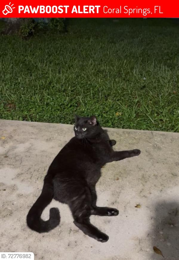 Lost Female Cat last seen Publix , Coral Springs, FL 33065