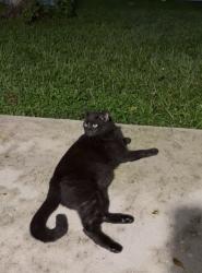 Lost Female Cat last seen Publix , Coral Springs, FL 33065
