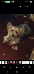 Lost Male Dog last seen Pennsylvania  ave. & Kecoughtan Rd, Hampton, VA 23661