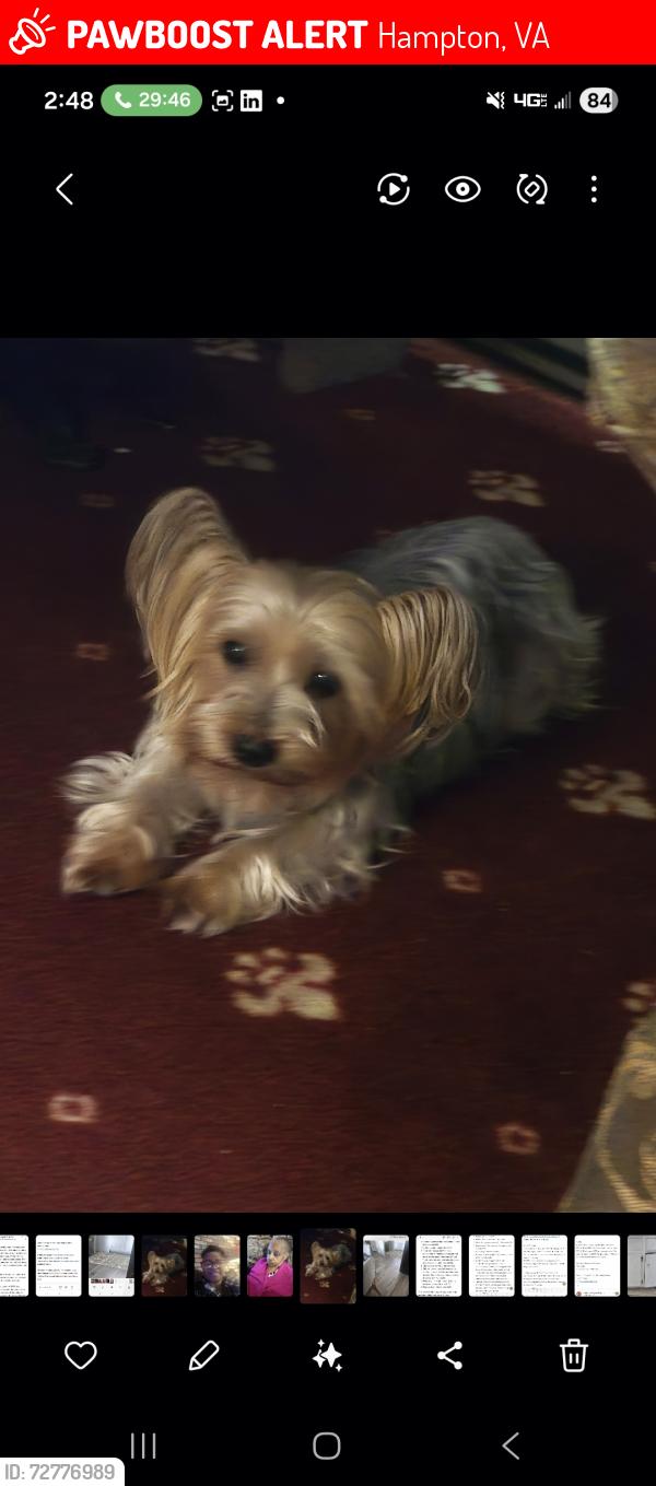 Lost Male Dog last seen Pennsylvania  ave. & Kecoughtan Rd, Hampton, VA 23661