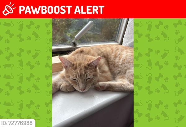 Lost Male Cat last seen BN15 8FG, West Sussex, England BN15