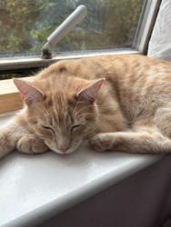 Lost Male Cat last seen BN15 8FG, West Sussex, England BN15