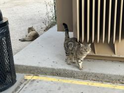 Lost Male Cat last seen W 21st Ln and S 27 ave, Yuma, AZ 85364