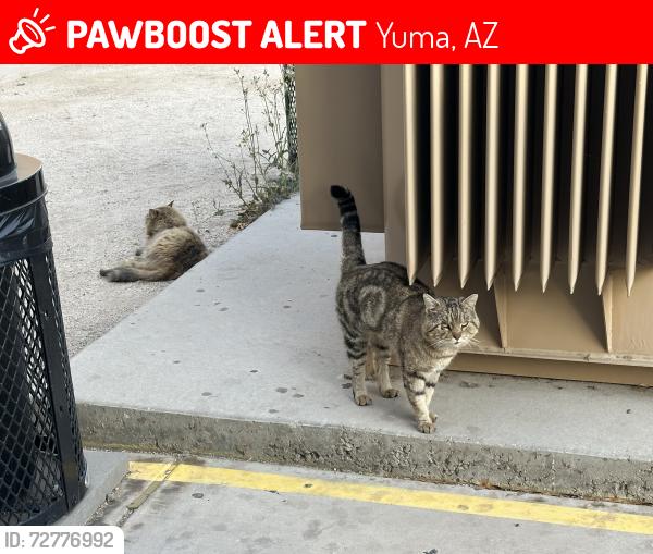 Lost Male Cat last seen W 21st Ln and S 27 ave, Yuma, AZ 85364