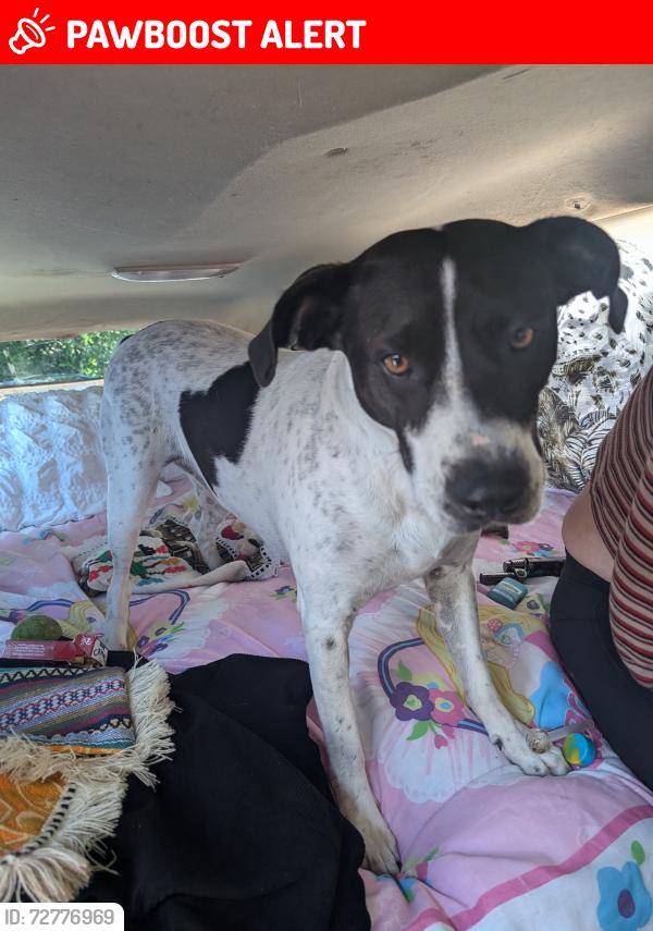 Lost Female Dog last seen Costco in South San Francisco on El camino real, South San Francisco, CA 94080