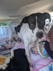 Lost Female Dog last seen Costco in South San Francisco on El camino real, South San Francisco, CA 94080