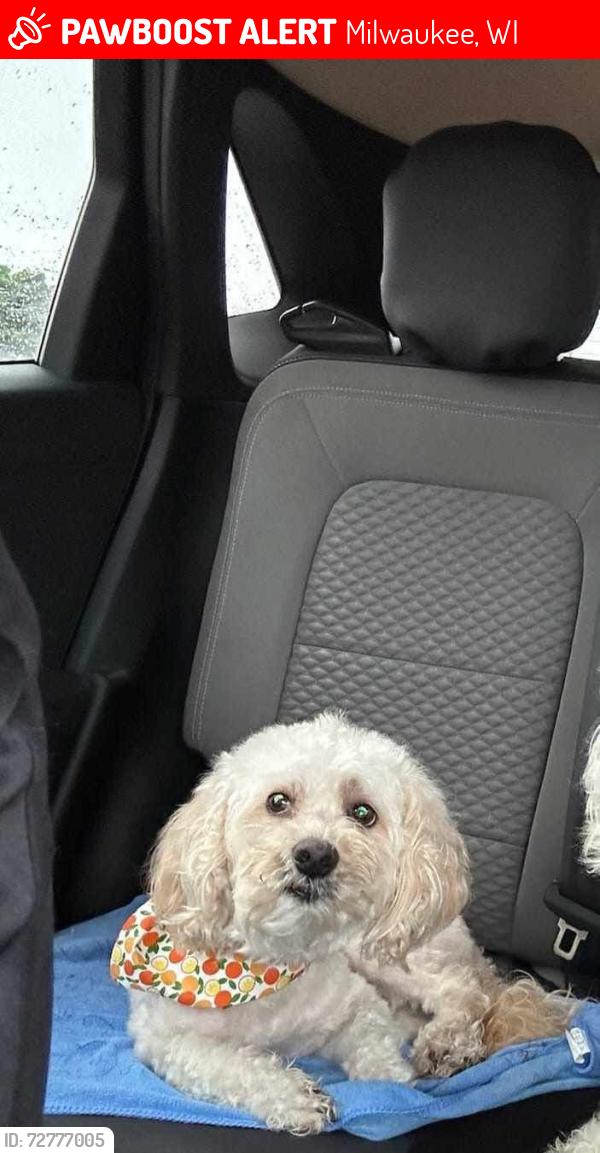 Lost Male Dog last seen Rufus King High School, Milwaukee, WI 53209
