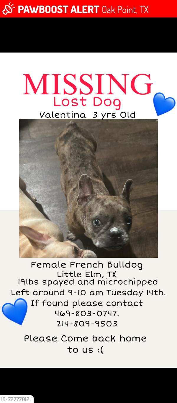Lost Female Dog last seen Osk Grove PRWY & Shahan Prairie Oak Point TX 75068, Oak Point, TX 75068