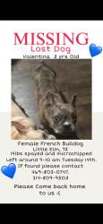 Lost Female Dog last seen Osk Grove PRWY & Shahan Prairie Oak Point TX 75068, Oak Point, TX 75068