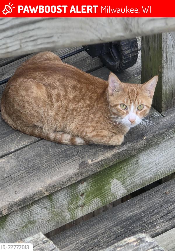 Lost Male Cat last seen National ave south 11th street, Milwaukee, WI 53204