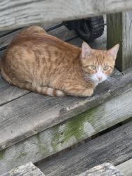 Lost Male Cat last seen National ave south 11th street, Milwaukee, WI 53204