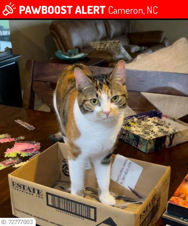 Lost Female Cat last seen Pilson St & Rogues Lane, Cameron, NC 28326