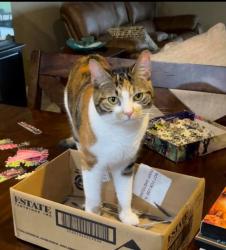 Lost Female Cat last seen Pilson St & Rogues Lane, Cameron, NC 28326