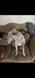 Lost Female Dog last seen Poze boulevard , Thornton, CO 80229