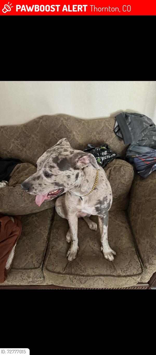 Lost Female Dog last seen Poze boulevard , Thornton, CO 80229