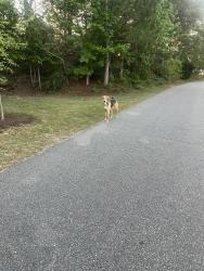 Found/Stray Male Dog last seen Smith Creek Park, Wilmington, NC 28411