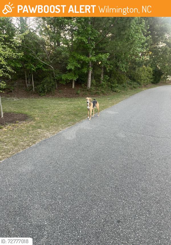 Found/Stray Male Dog last seen Smith Creek Park, Wilmington, NC 28411