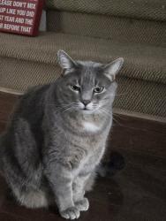 Lost Male Cat last seen Dagenais Blvd W , Laval, QC H7R 1L7