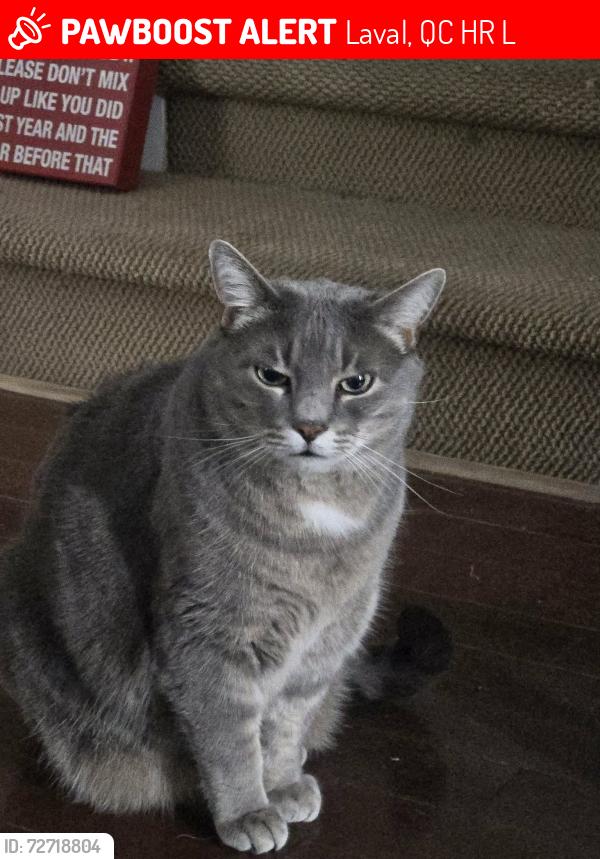 Lost Male Cat last seen Dagenais Blvd W , Laval, QC H7R 1L7
