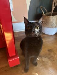 Lost Female Cat last seen Cheek street and Hillsborough road , Carrboro, NC 27510