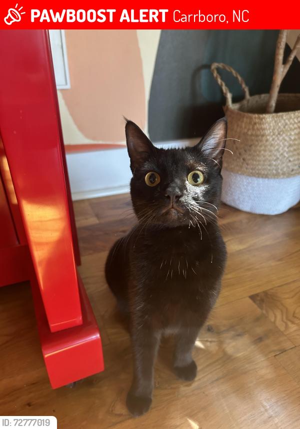 Lost Female Cat last seen Cheek street and Hillsborough road , Carrboro, NC 27510