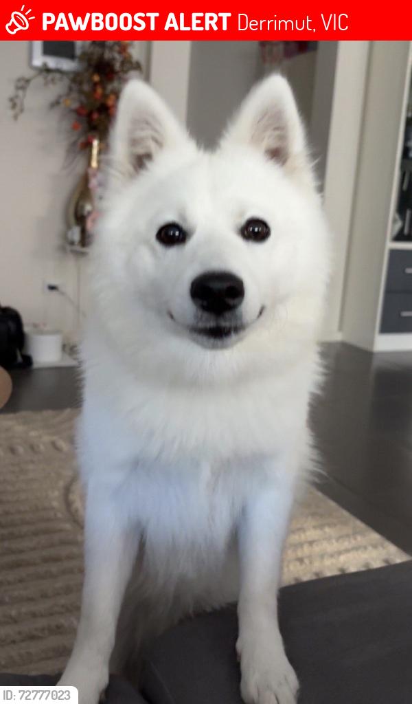 Lost Female Dog last seen Balmoral Park, Derrimut, VIC 3026