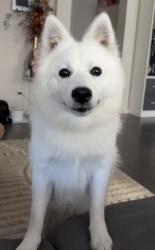 Lost Female Dog last seen Balmoral Park, Derrimut, VIC 3026