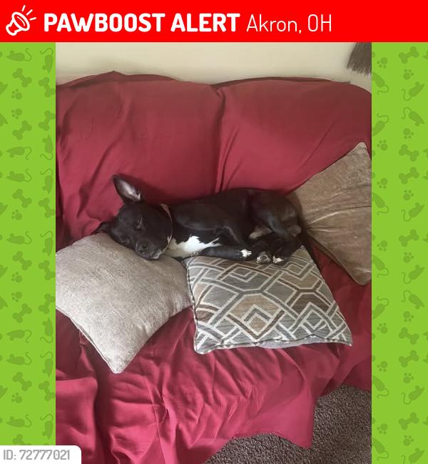 Lost Male Dog last seen Near Wall Street and East Cuyahoga Falls Avenue, Akron, OH 44310