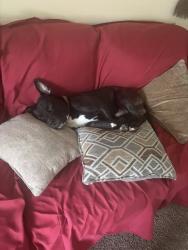 Lost Male Dog last seen Near Wall Street and East Cuyahoga Falls Avenue, Akron, OH 44310