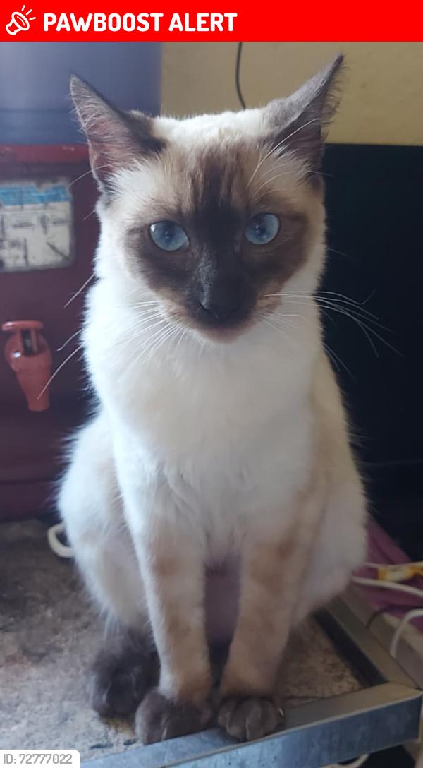 Lost Female Cat last seen Tiquatira , Vila Rui Barbosa, SP 03734-160