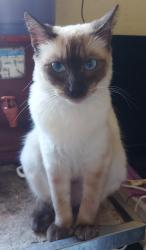 Lost Female Cat last seen Tiquatira , Vila Rui Barbosa, SP 03734-160